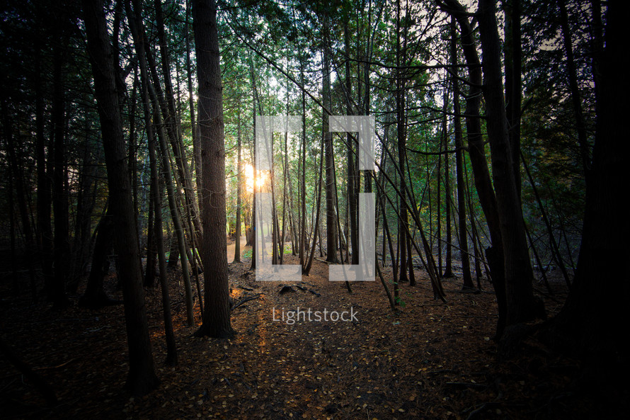 sunlight through a forest 