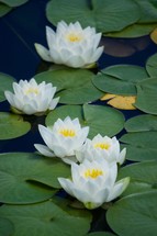 lily pads and lotus flowers 