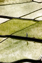 A lone person and a dog walking along the edge of fields of rice paddies.