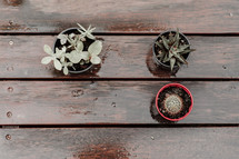 cactus and succulent plants on a deck 