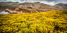 yellow wildflowers and mountains 