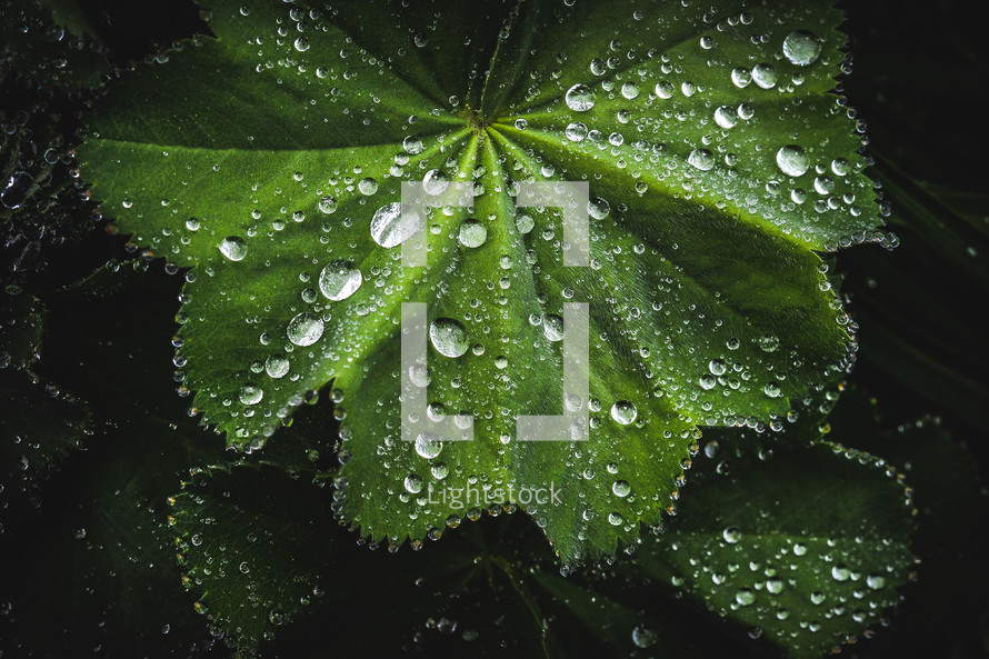 dew drops on a green leaf