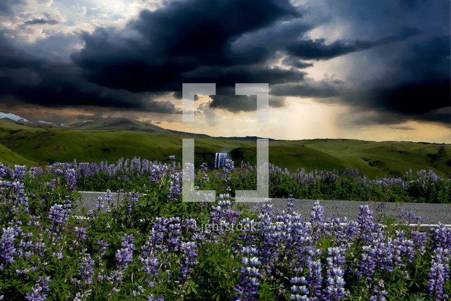 gray clouds over a field of purple flowers 