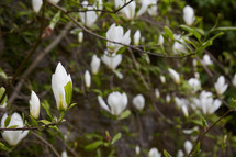 large white flowers on a tree 