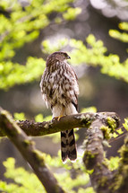 Bird perched on a tree limb.