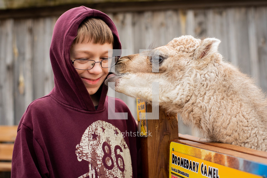 a kiss from a camel 