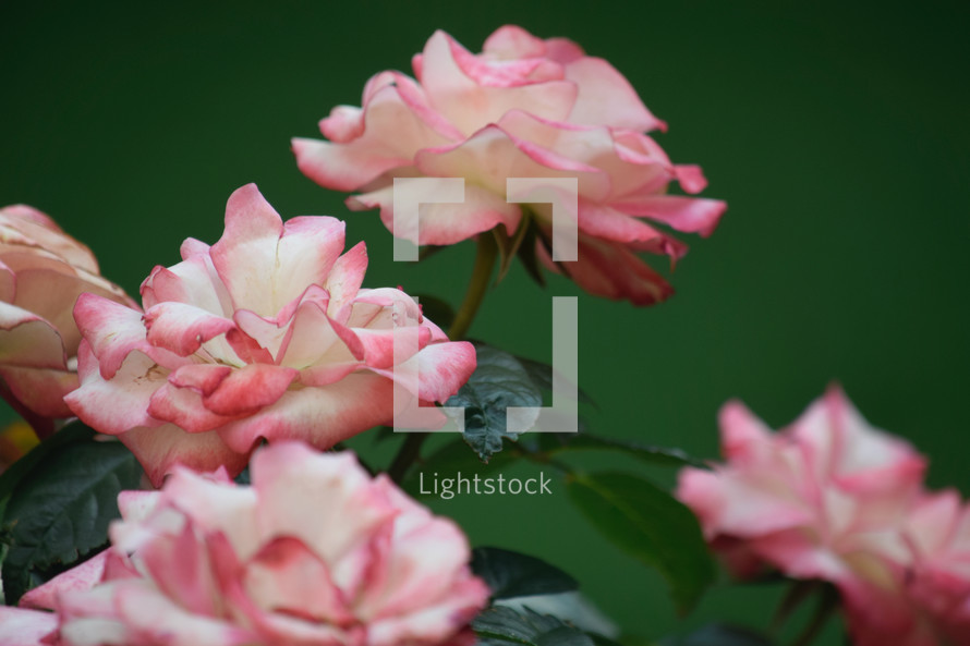 pink and white roses in a garden 