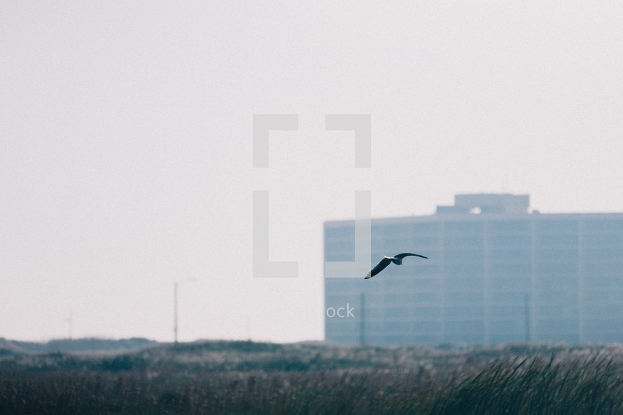 seagull silhouette and hotel 