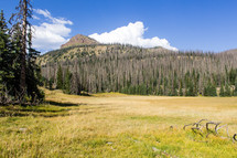 field, mountain, and forest 
