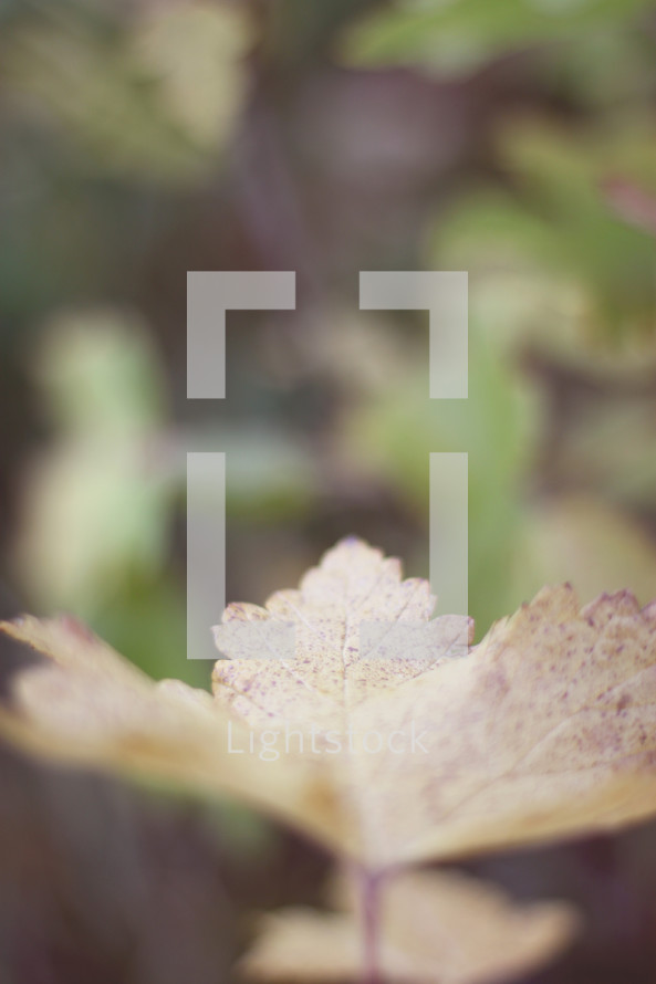 fall leaf against a blurry background