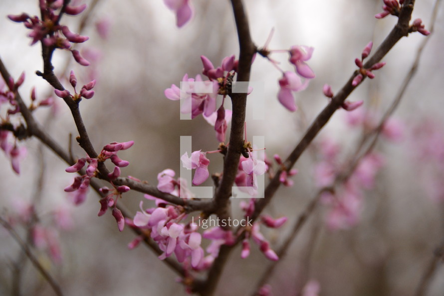 Tree limbs with pink blossoms.