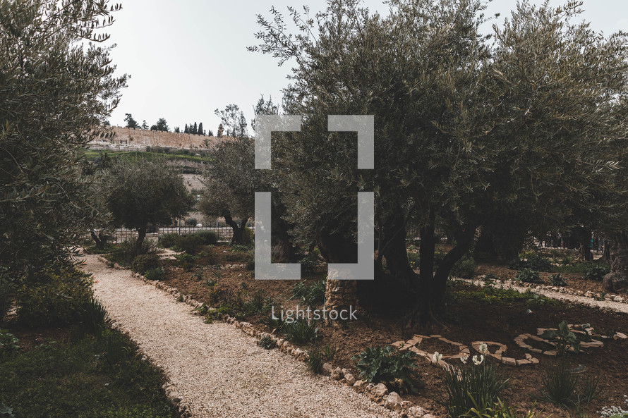 The Garden of Gethsemane (public side).