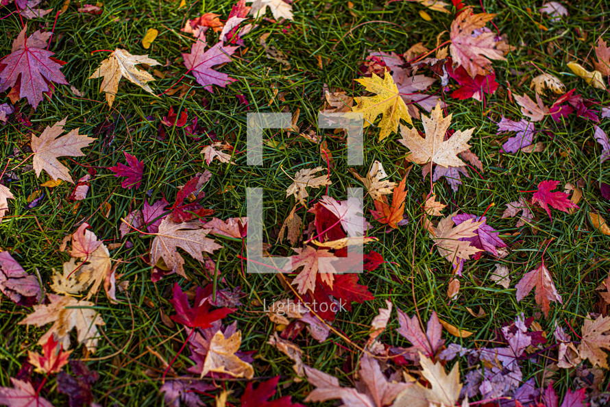 fall leaves on the grass