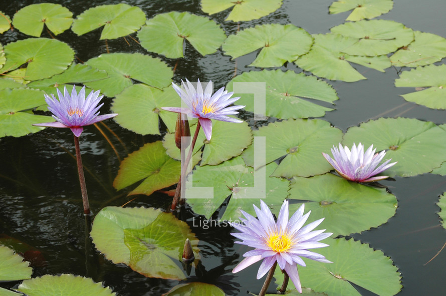 lily pads and lotus flower