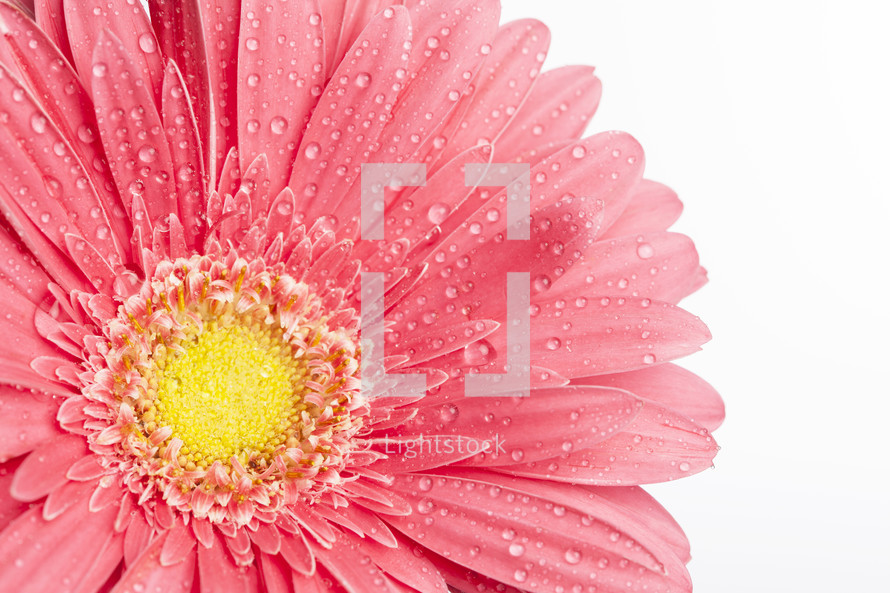 water droplets on a pink Gerber Daisy
