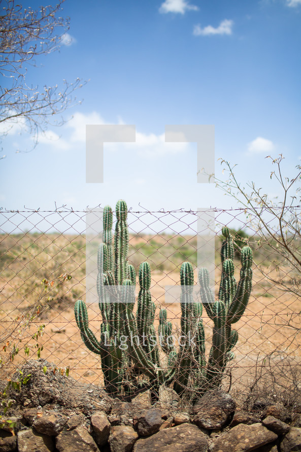 cactus behind a chain link fence 