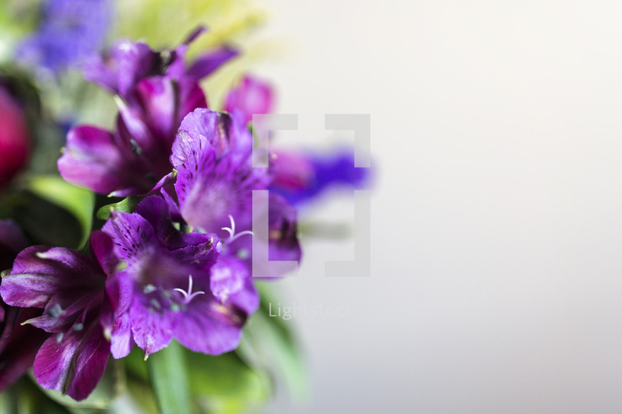 close up of purple flowers with copyspace