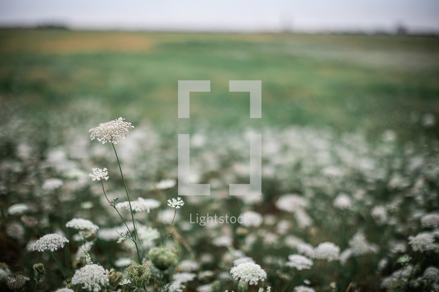 white flowers in a field 