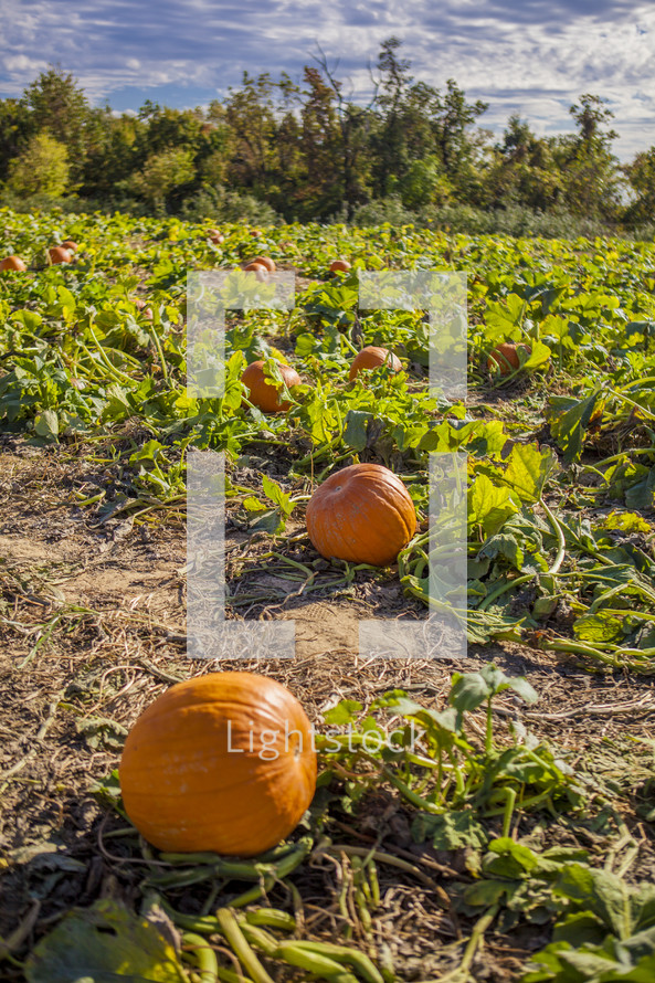 pumpkins growing in a pumpkin patch 