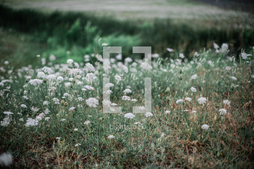 field of white flowers 