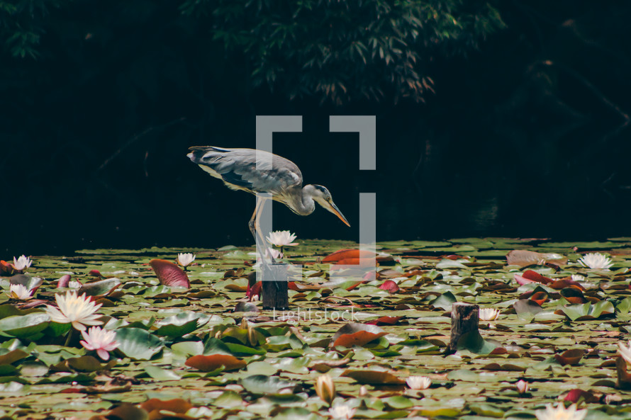 heron at a pond 