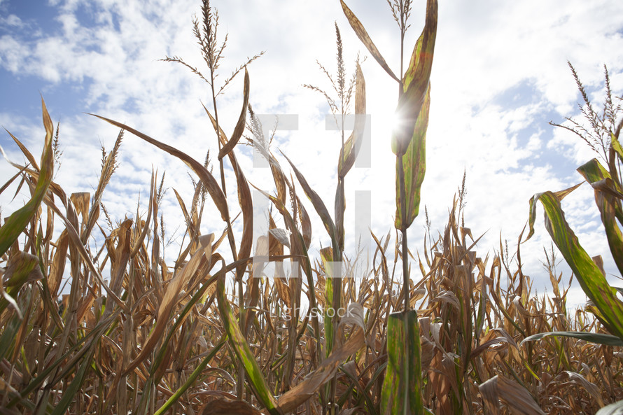 sunlight on a corn field 