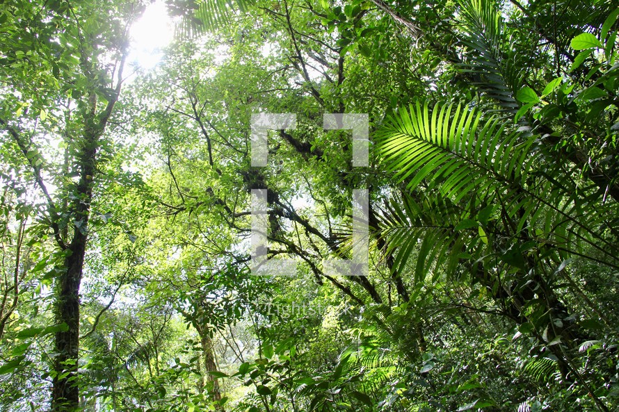 jungle background 