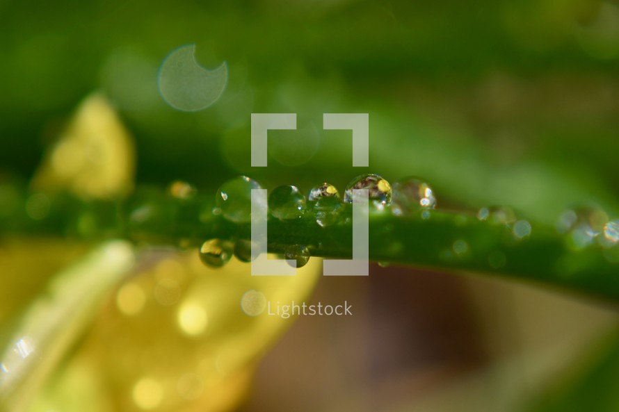 water droplets on a green blade 