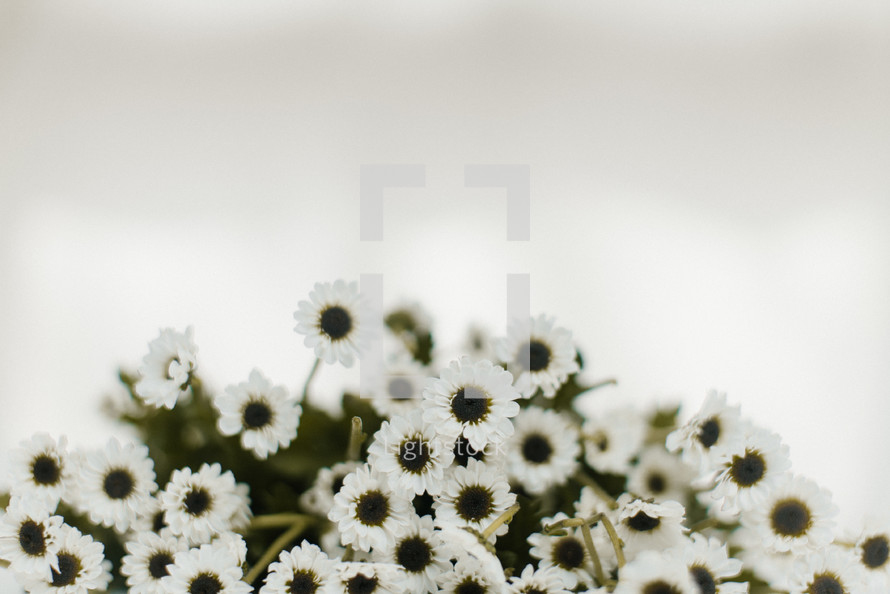 white mums on a white background 