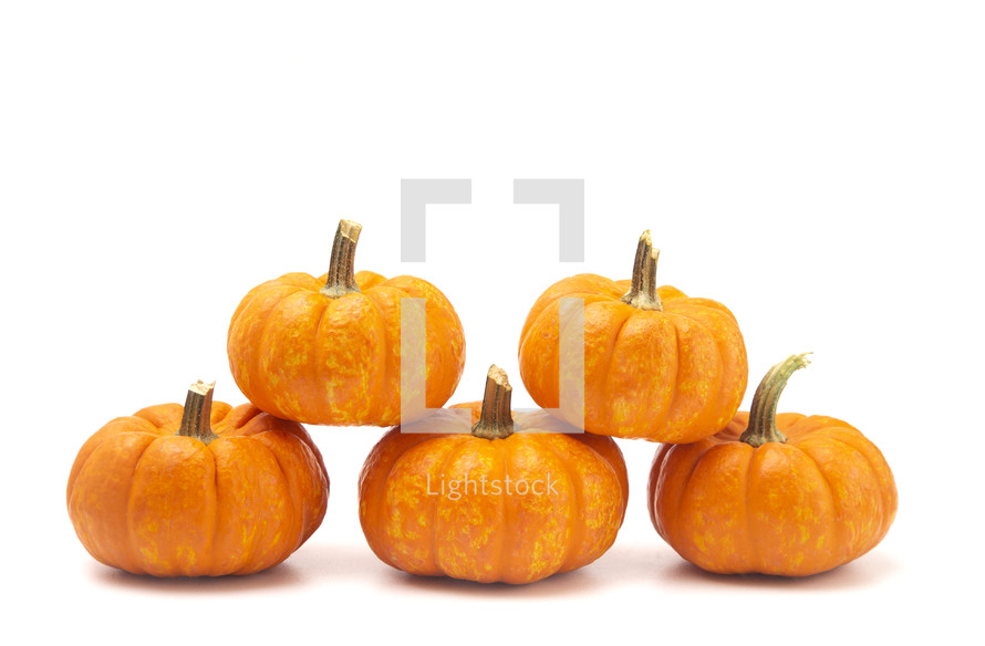 mini pumpkins 