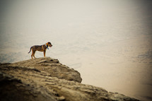 Brown dog standing on a rock cliffside