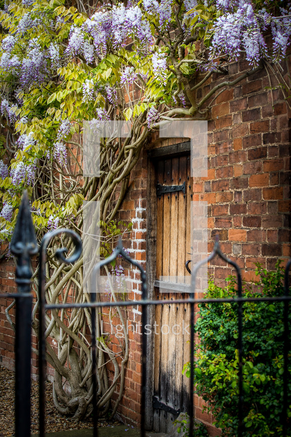 wisteria on a brick wall and wrought iron gate 