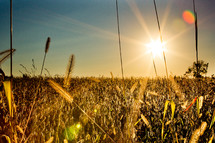sunburst over a field