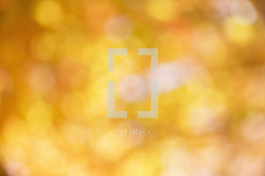 blurry image of fall leaves 