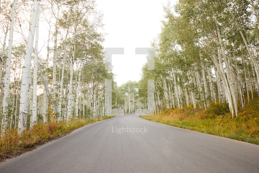road through an aspen forest 