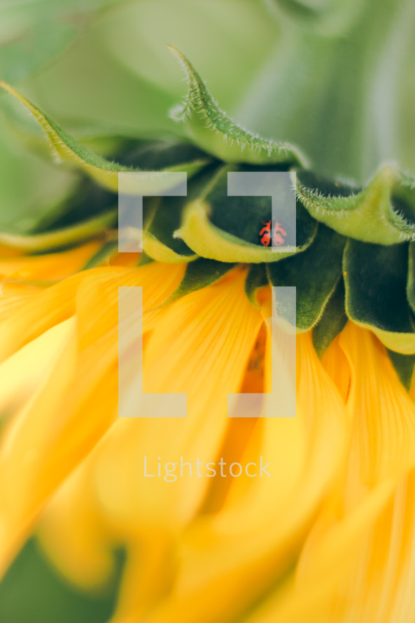 ladybug on a sunflower 