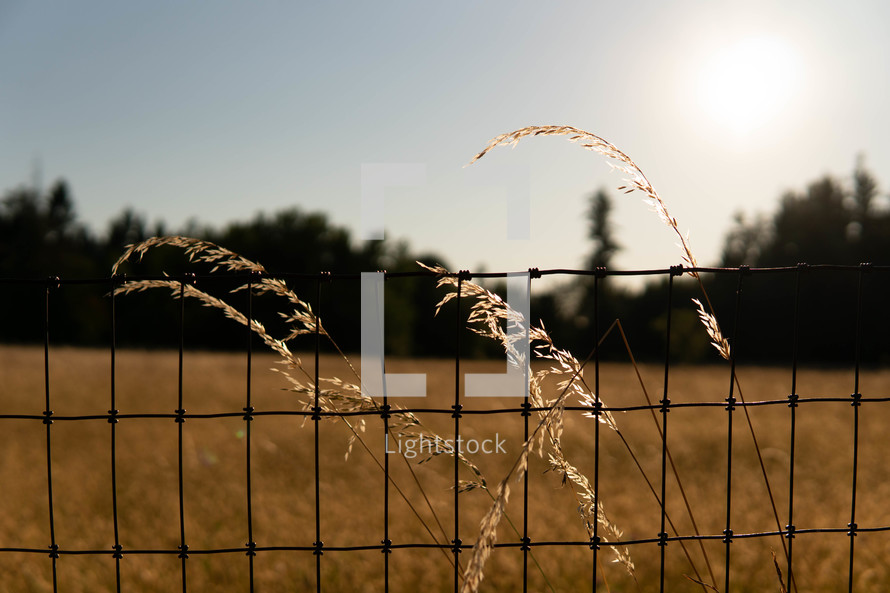 fence and tall golden grasses 