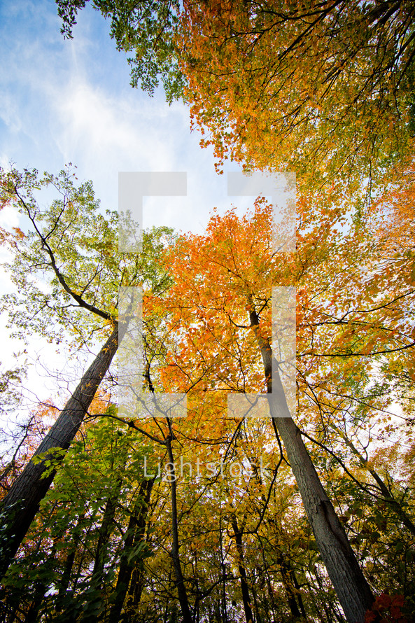 fall trees 