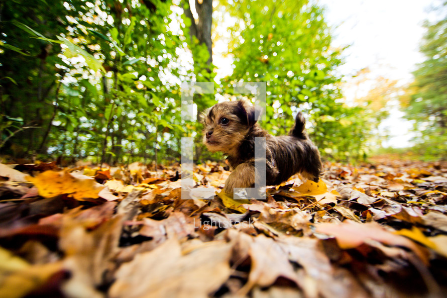 puppy in leaves 
