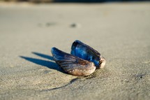clam shell on a beach 