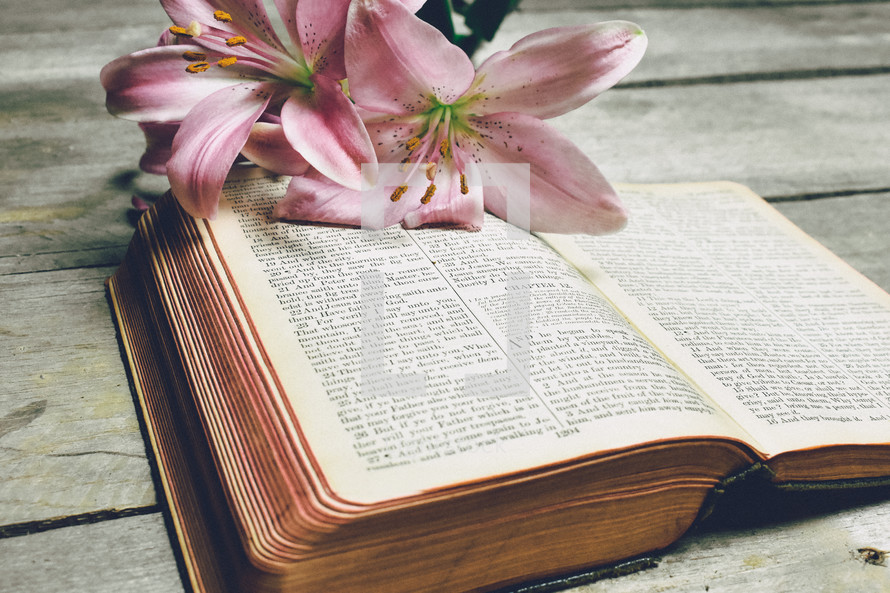 lilies on the pages of a Bible 