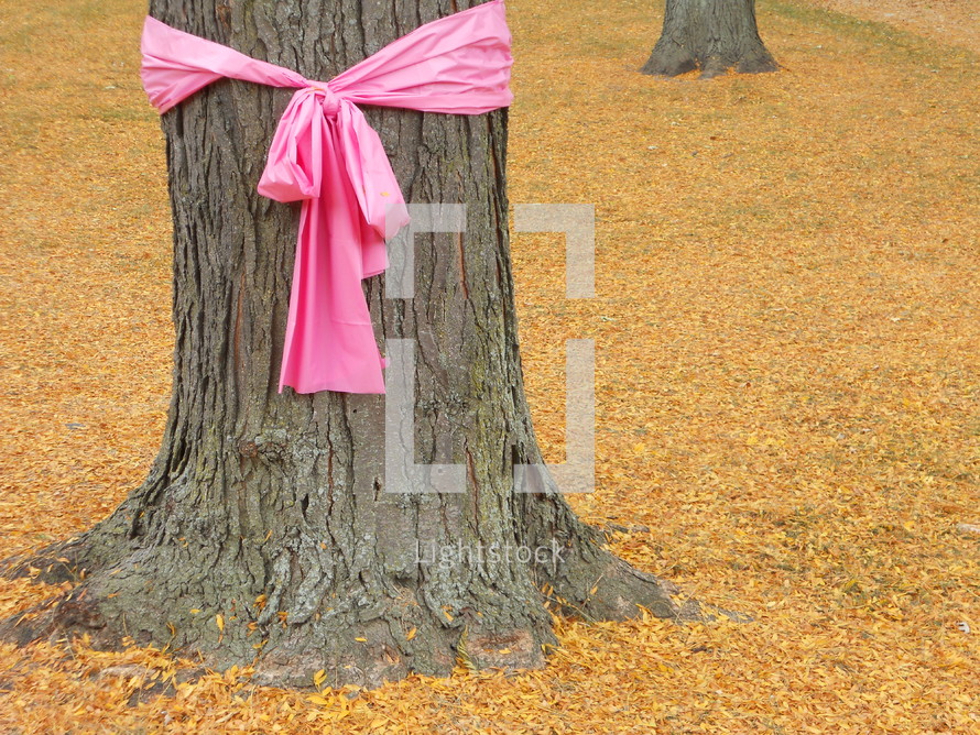 Pink ribbon tied around a tree for Breast Cancer Awareness campaign on a women's college campus.