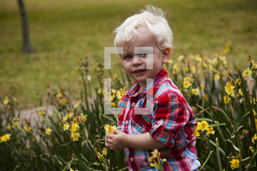 toddler boy picking daffodils 