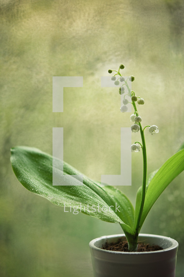 Rainy Spring with Lily Of The Valley  