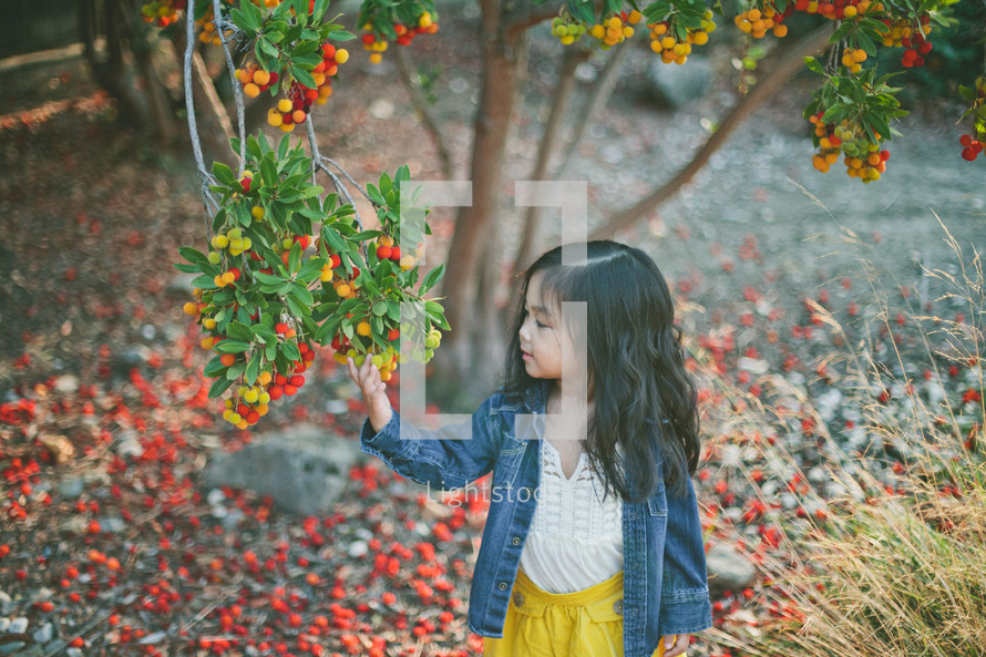 A little girl picking fruit from a tree.