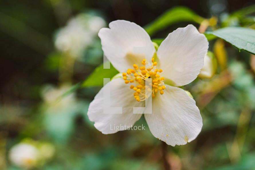 white spring blossom 