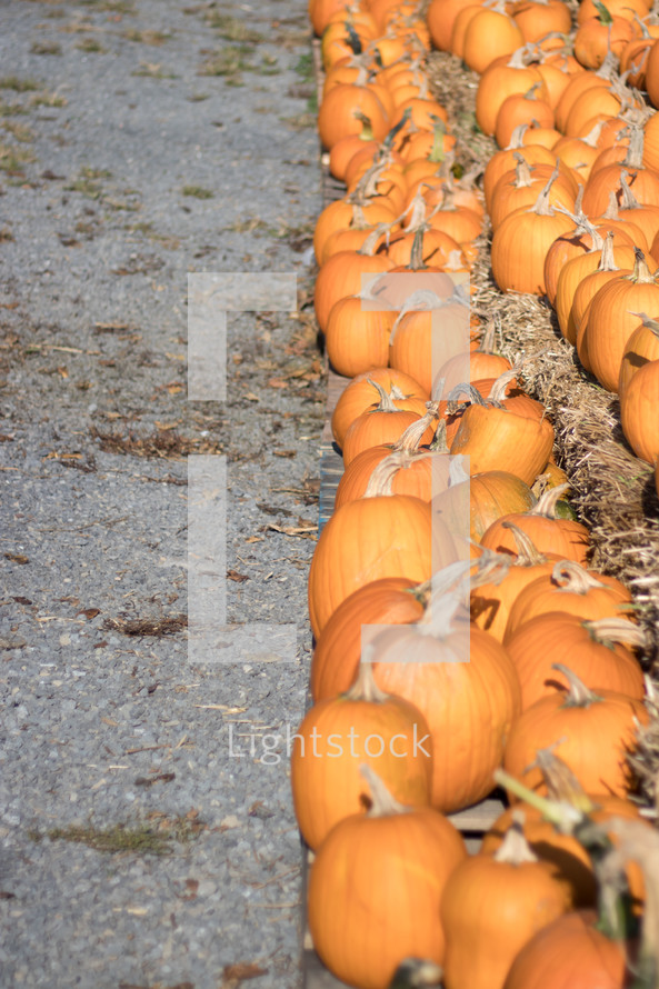pumpkins on hay bales 