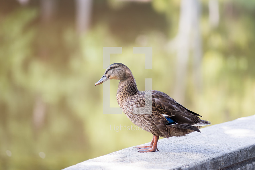 female Mallard duck 