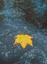 floating yellow fall leaf 