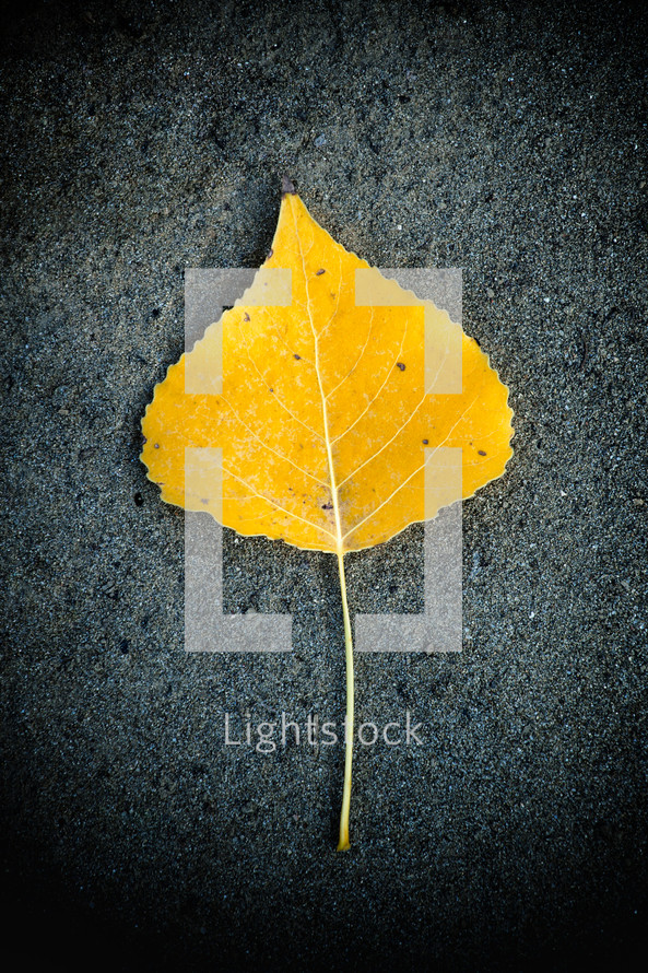 Yellow leaf fallen on the asphalt in the autumn period